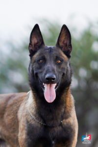 Perros-Elite-Narko-011