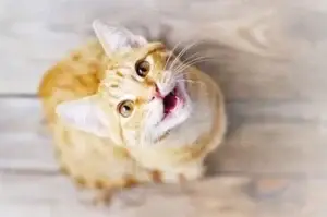 05145ee386f9-gato-rubio-a