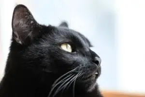 Sindrome-del-perro-o-gato-negro