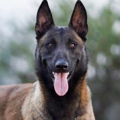 Perros-Elite-Narko-011