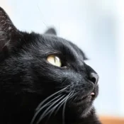 Sindrome-del-perro-o-gato-negro