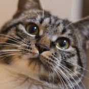 gato-atigrado-mirando-al-frente